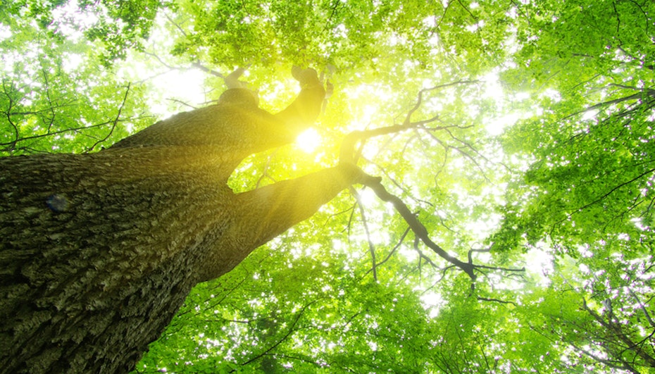 Energia Verde: Certificazioni, Diffusione e Impatto Ambientale
